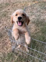 Buddy, a male Golden Retriever for sale in Sand Springs, OK – 4 of 5