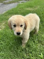 Rose, a female Golden Retriever for sale in Sand Springs, OK – 4 of 4