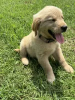 Iris, a female Golden Retriever for sale in Sand Springs, OK – 2 of 2
