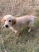Butter, a male Golden Retriever for sale in Sand Springs, OK – 5 of 5