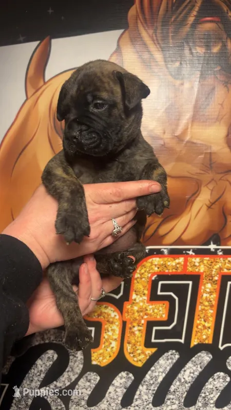 Biscuit – Bullmastiff puppy for sale in South Attleboro, MA