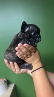 Beetle juice , a male French Bulldog for sale in South Attleboro, MA – 2 of 3
