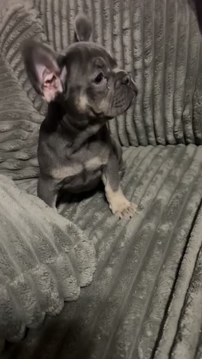 Chowda , a male French Bulldog for sale in South Attleboro, MA – 3 of 3