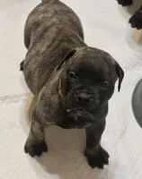 Onyx, a male Bullmastiff for sale in South Attleboro, MA – 2 of 6
