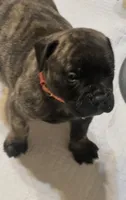 Onyx, a male Bullmastiff for sale in South Attleboro, MA – 6 of 6