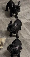 Hocus, a female French Bulldog for sale in South Attleboro, MA – 3 of 3