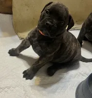 Onyx, a male Bullmastiff for sale in South Attleboro, MA – 4 of 6