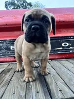 Monroe, a female Bullmastiff for sale in South Attleboro, MA – 4 of 6