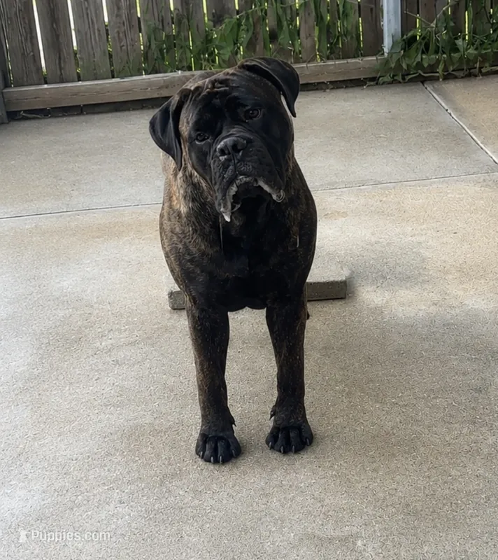 Snickers – Bullmastiff puppy for sale in South Attleboro, MA