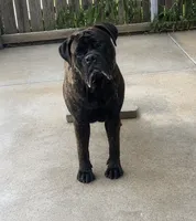 Snickers, a female Bullmastiff for sale in South Attleboro, MA – 1 of 1
