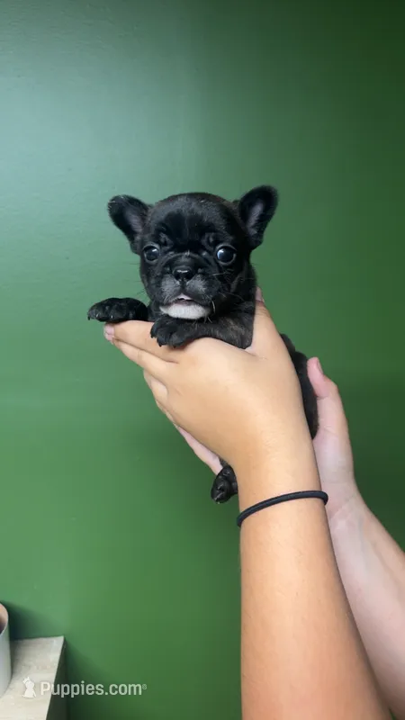 Beetle juice  – French Bulldog puppy for sale in South Attleboro, MA