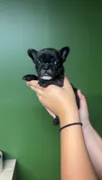 Beetle juice , a male French Bulldog for sale in South Attleboro, MA – 1 of 3