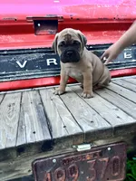 Monroe, a female Bullmastiff for sale in South Attleboro, MA – 5 of 6