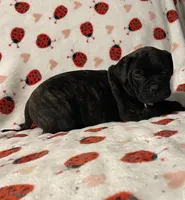 Becky, a female Bullmastiff for sale in South Attleboro, MA – Photo 2 of 4