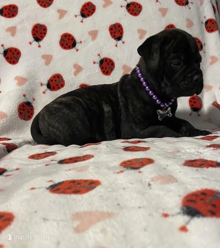 Becky – Bullmastiff puppy for sale in South Attleboro, MA