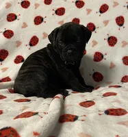 Becky, a female Bullmastiff for sale in South Attleboro, MA – Photo 3 of 4