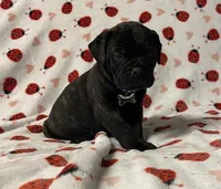 Becky, a female Bullmastiff for sale in South Attleboro, MA – Photo 4 of 4