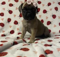 Bertha , a female Bullmastiff for sale in South Attleboro, MA – Photo 2 of 2