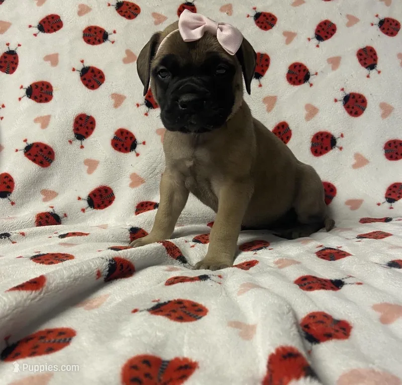 Bertha  – Bullmastiff puppy for sale in South Attleboro, MA
