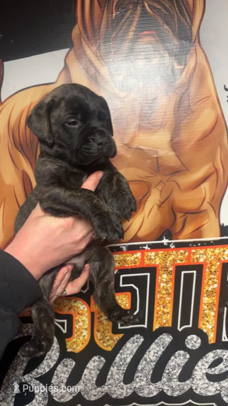 Bucca – Bullmastiff puppy for sale in South Attleboro, MA