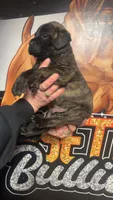 Bucca, a male Bullmastiff for sale in South Attleboro, MA – Photo 3 of 3