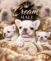 Casper , a male French Bulldog for sale in South Attleboro, MA – 3 of 3