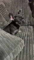 Chowda , a male French Bulldog for sale in South Attleboro, MA – 2 of 3