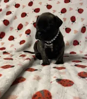 Bonita , a female Bullmastiff for sale in South Attleboro, MA – Photo 2 of 4