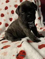 Bonita , a female Bullmastiff for sale in South Attleboro, MA – Photo 4 of 4