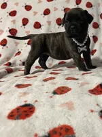 Bonita , a female Bullmastiff for sale in South Attleboro, MA – Photo 3 of 4