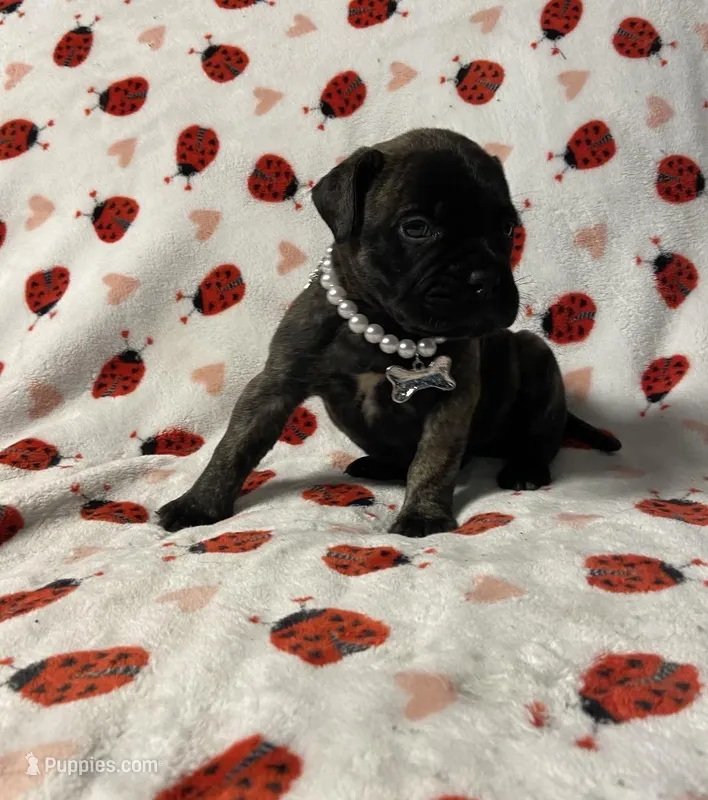 Bonita  – Bullmastiff puppy for sale in South Attleboro, MA