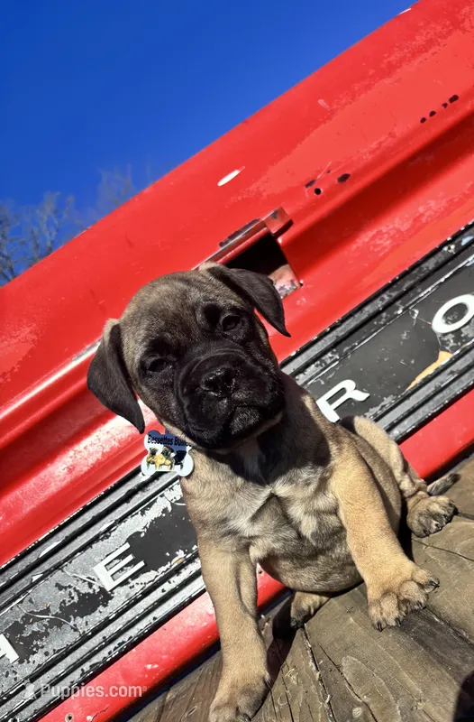 Yellow – Bullmastiff puppy for sale in South Attleboro, MA