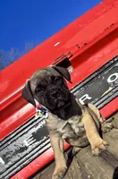 Yellow, a female Bullmastiff for sale in South Attleboro, MA – Photo 1 of 2