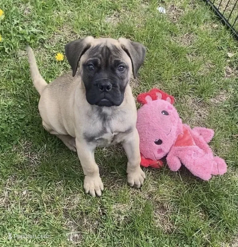 Yellow – Bullmastiff puppy for sale in South Attleboro, MA