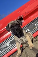 Yellow, a female Bullmastiff for sale in South Attleboro, MA – Photo 2 of 2