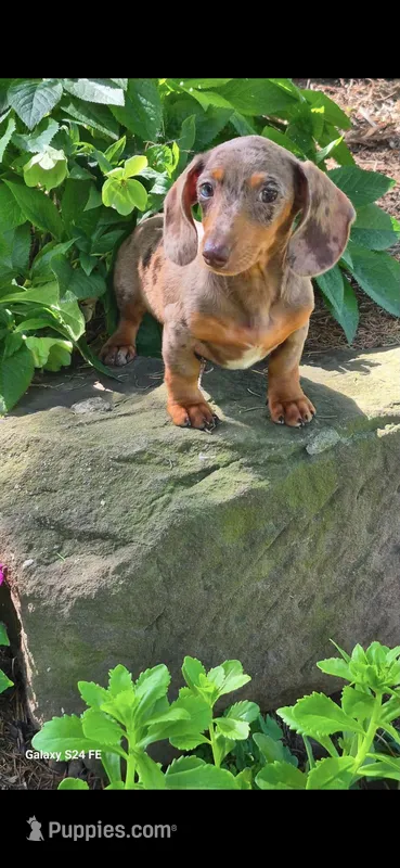 Lizzi – Miniature Dachshund puppy for sale in South Attleboro, MA