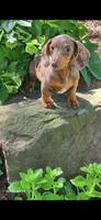 Lizzi, a female Miniature Dachshund for sale in South Attleboro, MA – 1 of 3
