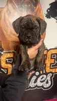 Purple , a female Bullmastiff for sale in South Attleboro, MA – Photo 2 of 2