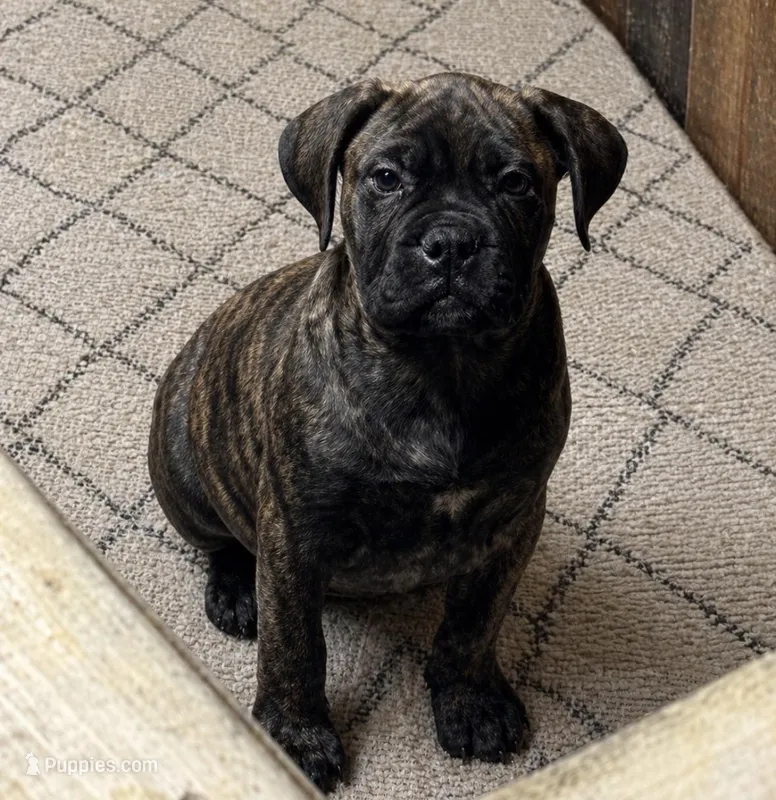 Purple  – Bullmastiff puppy for sale in South Attleboro, MA