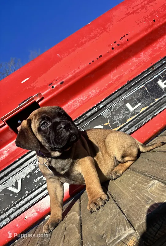 Red – Bullmastiff puppy for sale in South Attleboro, MA