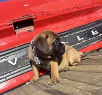 Red, a female Bullmastiff for sale in South Attleboro, MA – Photo 2 of 3