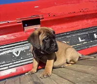 Red, a female Bullmastiff for sale in South Attleboro, MA – Photo 3 of 3