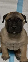 Tank, a male Bullmastiff for sale in South Attleboro, MA – 3 of 3