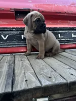 Vogue , a female Bullmastiff for sale in South Attleboro, MA – 5 of 5