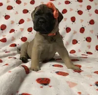 Barbra, a female Bullmastiff for sale in South Attleboro, MA – Photo 3 of 5