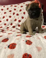 Barbra, a female Bullmastiff for sale in South Attleboro, MA – Photo 5 of 5