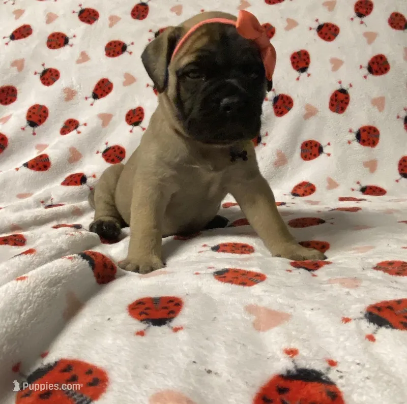Barbra – Bullmastiff puppy for sale in South Attleboro, MA