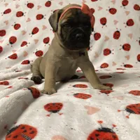 Barbra, a female Bullmastiff for sale in South Attleboro, MA – Photo 1 of 5