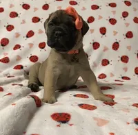 Barbra, a female Bullmastiff for sale in South Attleboro, MA – Photo 2 of 5