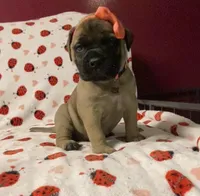 Barbra, a female Bullmastiff for sale in South Attleboro, MA – Photo 4 of 5